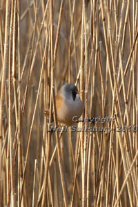 Leighton Moss Bearded Tits by Betty Fold Gallery